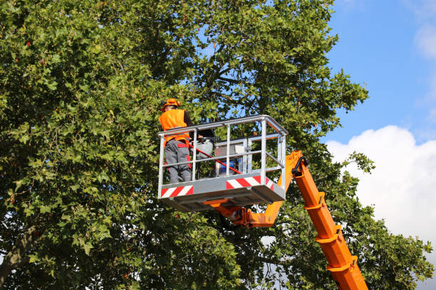  Omro, WI Tree Services Pros