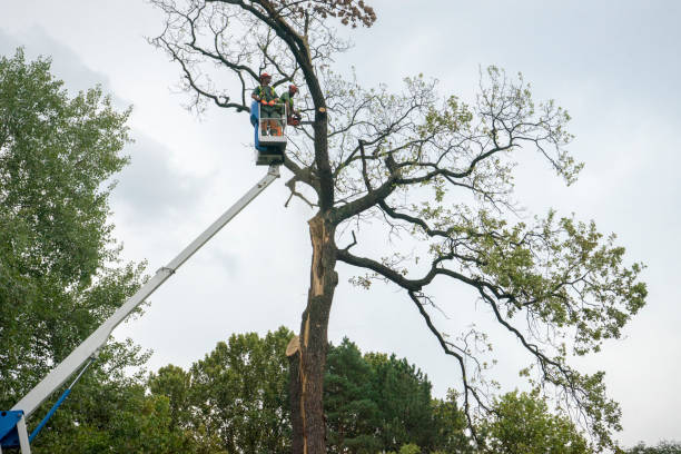 Best Utility Line Clearance  in Omro, WI