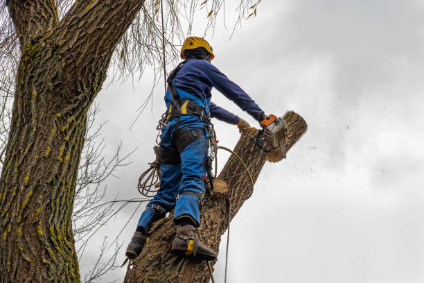 Mulching Services in Omro, WI