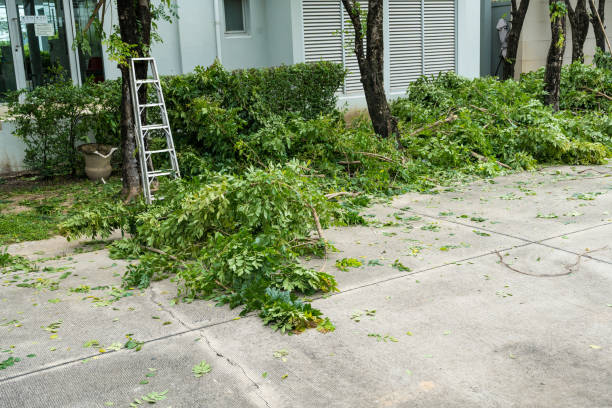 Omro, WI Tree Services Company