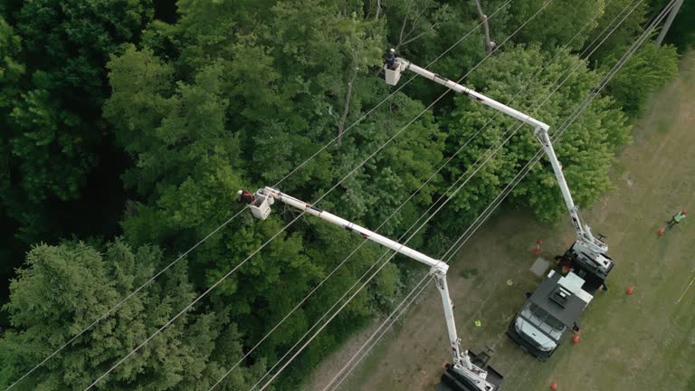 Best Palm Tree Trimming  in Omro, WI