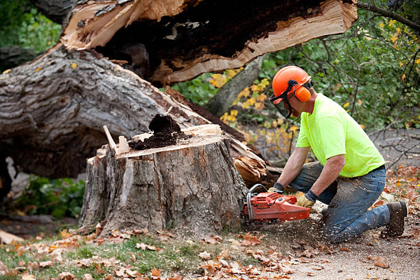 Best Hazardous Tree Removal  in Omro, WI