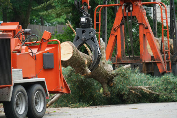 Why Choose Our Tree Removal Services in Omro, WI?