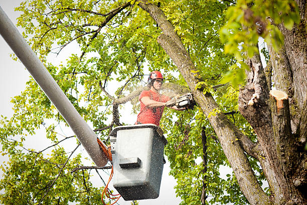 Best Emergency Tree Removal  in Omro, WI