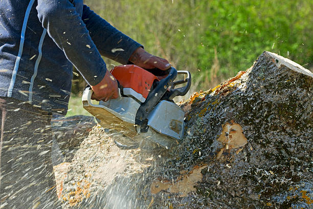 Best Arborist Consultation Services  in Omro, WI